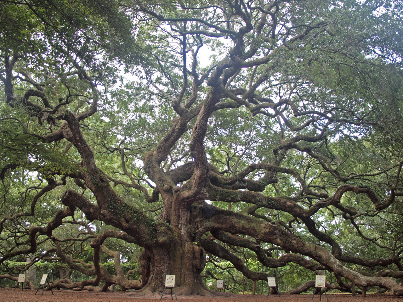 European linden tree