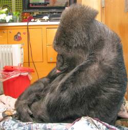 earthandanimals:  Koko the gorilla mourns the loss of her special friend, Robin Williams Koko’s handlers took this photo of the gorilla reacting to the news of Robin Williams’ death. “Koko became very somber, with her head bowed and her lip quivering,”