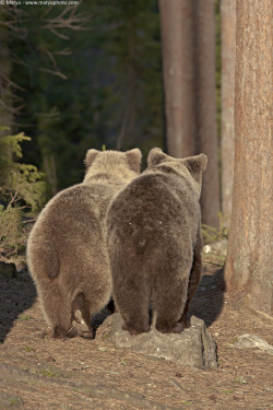 fuck-yeah-bears:  Untitled by Marco Mattiussi