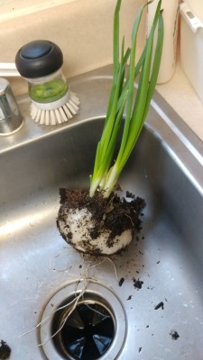 Last year i accidentally grew potatoes in my backyard and this year I&rsquo;m keeping up with tradition by accidentally growing onions apparently lol