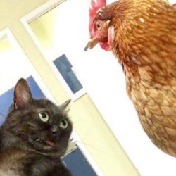 Pussy vs. Cock