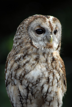 wild-diary:  Tawny Owl | Chris Paul