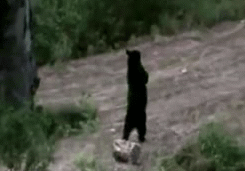 sixpenceee:  Recently there’s been a case of bears walking upright like humans. There are many theories as how and why a bear would walk bipedally one of them including the bear injured it’s front paws.  This is the video for the above gifs You can