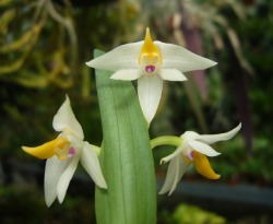 orchid-a-day:  Polystachya fallaxSeptember 13, 2019