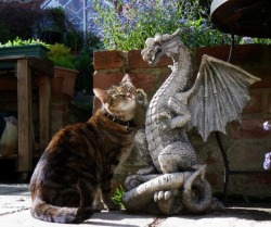 roachpatrol:  sweet-bitsy:  We’re in the year of 2014 and only now have we gotten photographic evidence of dragons petting cats  omfg 