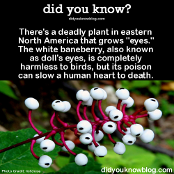 did-you-kno:  There’s a deadly plant in eastern North America that grows “eyes.” The white baneberry, also known as doll’s eyes, is completely harmless to birds, but its poison can slow a human heart to death.  Source