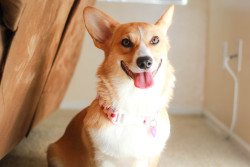 insanecorgi:  gatsbyadventures:  I know most people think Scout has a “creepy face” or is “evil looking.” (It doesn’t help that she’s known for her Grumpycorg faces.) It’s probably because I’m her mama, but I don’t think she’s creepy