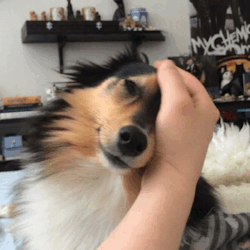 spartathesheltie:  This is our ‘good morning’ 