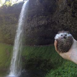 punchdrunklove:  highonnetflix:  This hedgehog has a better life than me  YAAAAASSSS 