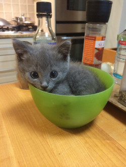 vvhitehouse:  awwww-cute:  Show off  THE LITTLE PAW SHOWING THROUGH THE BOWL IM WEAK 