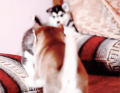yeollovemebaek:  Baby huskies wouldn’t stop fighting over a toy until mommy comes to stop them 