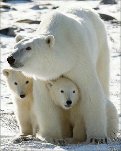 Arctic ancestry (Polar Bear with cubs)