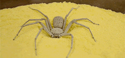 quartz-poker:  larvitarr: Six-Eyed Sand Spider Burying Herself (x)  This is adorable to me for some reason. It’s like “I’M GOING TO PRETEND I’M NOT HERE la de da”.  This is actually really fucking adorable ;__; &lt;3