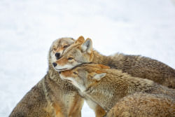 llbwwb:  Coyote Hug (by Perry McKenna)