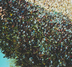 auspices:  Accidental double exposure - Barcelona crowd x a big tree