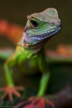 flowerling:  Colorful Dragon by cvbphoto.com     