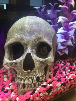 sixpenceee:  A snail crawled in the eye sockets of this skull in a fish tank, scaring reddit user Tyranitard.  
