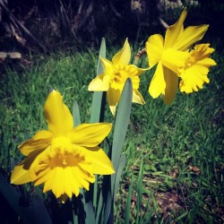 #Spring is in the air&hellip; at least in #California #westcoast #californiagirl #daffodil
