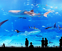 alicexz:kevin-ryan:  Kuroshio Sea - Second Largest Aquarium Tank in the World (x)   WHAT THE EFF TAKE ME THERE RIGHT NOW