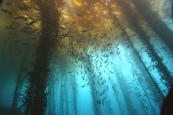 thelovelyseas:  Kelp Forest by lar3 on Flickr.