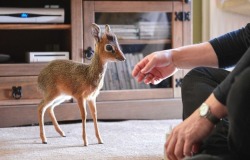 deduction019:  tournesolmange-homme:  Aluna the dik dik is only 8 inches tall. She didn’t bond with her mother, so she’s being raised by hand by the luckiest zookeeper ever at the Chester Zoo.  OH MY FUCKING GOD.  
