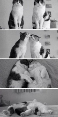 catasters:Forever in Love