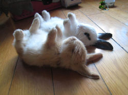 awesome-picz:  The Cutest Bunnies Ever 