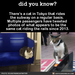 did-you-kno:  There’s a cat in Tokyo that rides  the subway on a regular basis.  Multiple passengers have tweeted  photos of what appears to be the  same cat riding the rails since 2013.  Source