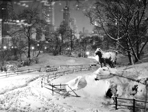newyorkthegoldenage:    February 20, 1934: A statue of Balto, the Siberian husky who in 1925 led a dogsled team carrying a diphtheria antitoxin serum to Nome, Alaska, to stop a deadly outbreak of the disease, in Central Park. The brilliantly-lighted