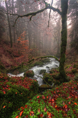 90377:  Magic Forest by Philippe Saire || Photography on Flickr.