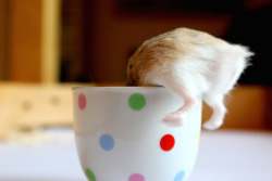 sciencefictionbaby:  so not quite what I was going for, bless their furry little paws anyway, I present to you, cute hamster butts sticking out of egg cups! 