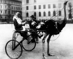 Joséphine Baker … and an Ostrich Carriage, c.1920.