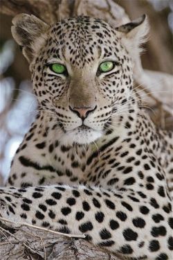 Emerald eyes (Leopard)
