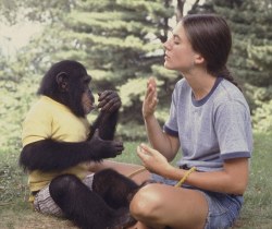 takealookatyourlife:  congenitaldisease:Washoe was a common chimpanzee and the first ever non-human to learn how to communicate with sign language. She was raised as close to a human child as possible. One of her care workers, Kat, suffered a miscarriage