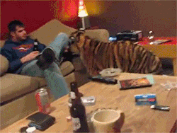 thatsalotofsalad:  sexynemo:  I want like 10 please  he looks so done but dude cMON hes all like “ah shit my tiger wont leave me alone” SHIT BRUH YOUVE GOT A GODDAMN GOD OF A FELINE WANTING YOUR SNUGGLES PICK YO ASS UP AND CUDDLE THAT MOTHERFUCKER