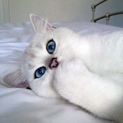 mh-buttaz:  This cat is prettier than me   This cat is prettier than EVERYONE