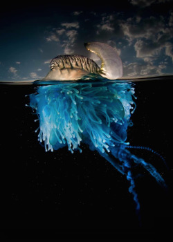 nubbsgalore:  photos by matt smith from the Illawarra coast in new south wales of bluebottles, violet snails and blue dragons.  despite its resemblance to the jellyfish, the bluebottle is more closely related to coral. known as a zooid, the bluebottle
