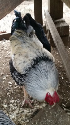 This is my monochrome rooster, Leon.  He is very loud but purrs when you give him birdseed :Di love him, what a good boy. tell him i think hes beautiful