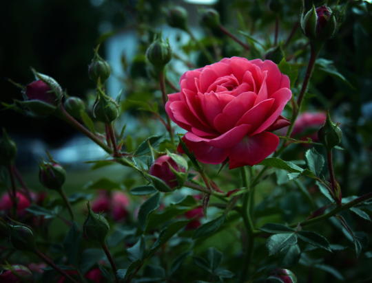 Te regalo una rosa - Página 2 Tumblr_njk0marqgj1s6taa7o1_540