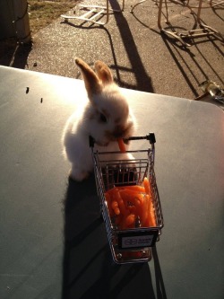 buzzfeed:  Oh my God the shopping cart is full of carrots.  Ermagherd&hellip;my shopping cart is FULL OF CARROTS&hellip;NOM NOM NOM!!!
