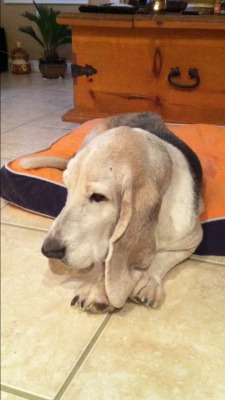 handsomedogs:  “Chiquitita” 14 years old 🐶🐾 #BassetHound