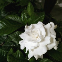 avonp:  Perfume de gardenias _ #may #flower #gardenia #garden #mayo #nature #macro #white