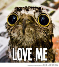 someidiotontheinternet:  abstractcontraption:  the-silent-rain:  Sooo Here, have some owls (ovo)  Vi  the first one is a potoo my fav 