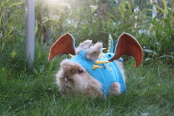 scotchtrooper:      reberrycosplayandcostuming:  &ldquo;I am fire, I am death, I am fluff.&rdquo;Spent today dressing up my pet rabbits Sunshine and Hazel as Stormfly and Toothless from “How To Train Your Dragon”. Cutness overload achieved. Enjoy