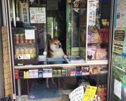 babyanimalgifs:Shiba lives and is “employed” at a little cigarette shop in Japan. he opens the window and greets customers