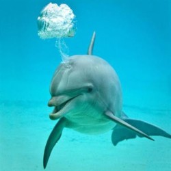 Pardon my brain fart (Bottle-nosed Dolphin)