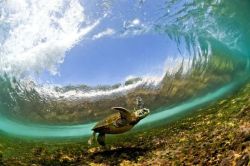 nubbsgalore:  endangered hawaiian green sea turtle (or honu in hawaiian) swimming under breaking waves. the sea turtles come into the shallow waters to eat seaweed off of the reef and are very skilled at being just the right distance away from the dangers