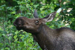 i don’t care what anyone says, moose are cute