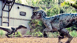 jurassicmovies: What are their names? Well, you’ve got Charlie. There’s Echo. Here is Delta. This one’s called Blue. She’s the beta. Who’s the alpha? You’re looking at him, kid.