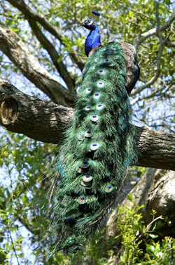 h4ilstorm:  Peacock - Rip Van Winkle Gardens, Delcambre, Louisiana (by Image Hunter 1) 